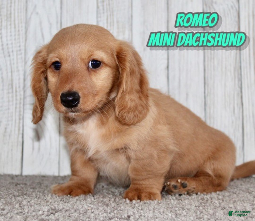 Miniature Dachshund dogs for sale: Romeo - Ad 1