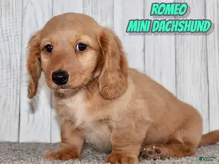 Miniature Dachshund dogs Romeo - Ad 16