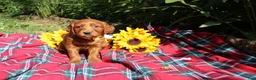 Mixed Breed dogs for sale: Summer - Irish Goldendoodle  - Ad 8