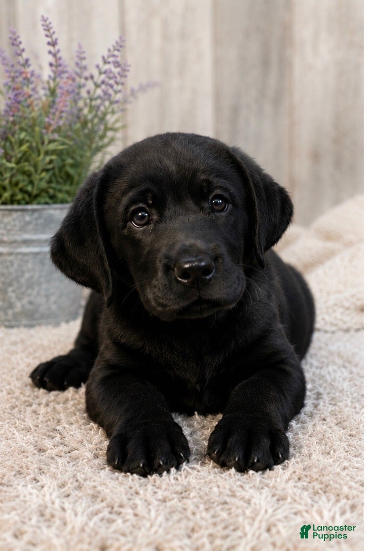 Labrador Retriever dogs Girl 2 - Ad 24