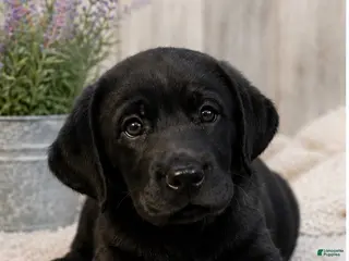 Labrador Retriever dogs Girl 2 - Ad 24