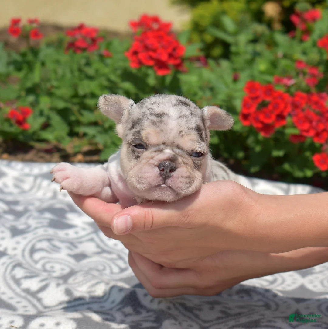 French Bulldog dogs for sale: Swiss - Ad 1