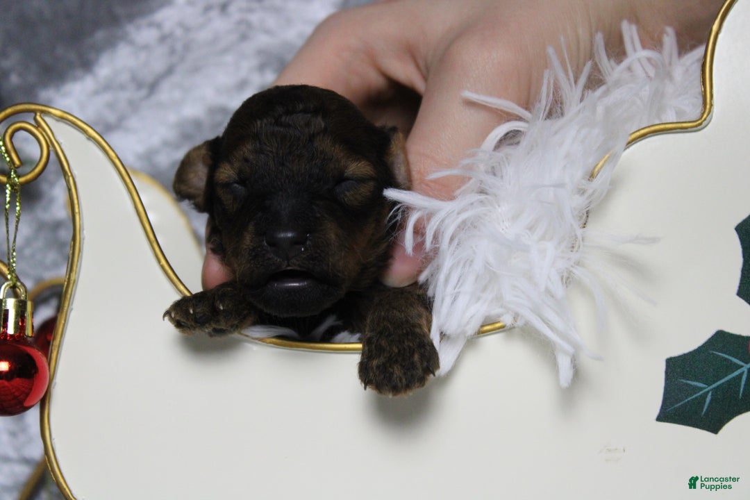 Toy Poodle dogs for sale: Sardonyx - Ad 3