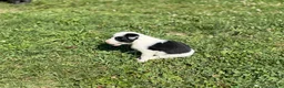 Mixed Breed dogs for sale: Squirrel - Ad 9