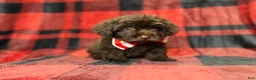 Shihpoo dogs for sale: Bryant - Ad 7