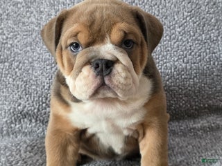 English Bulldog dogs Bethea - Ad 11