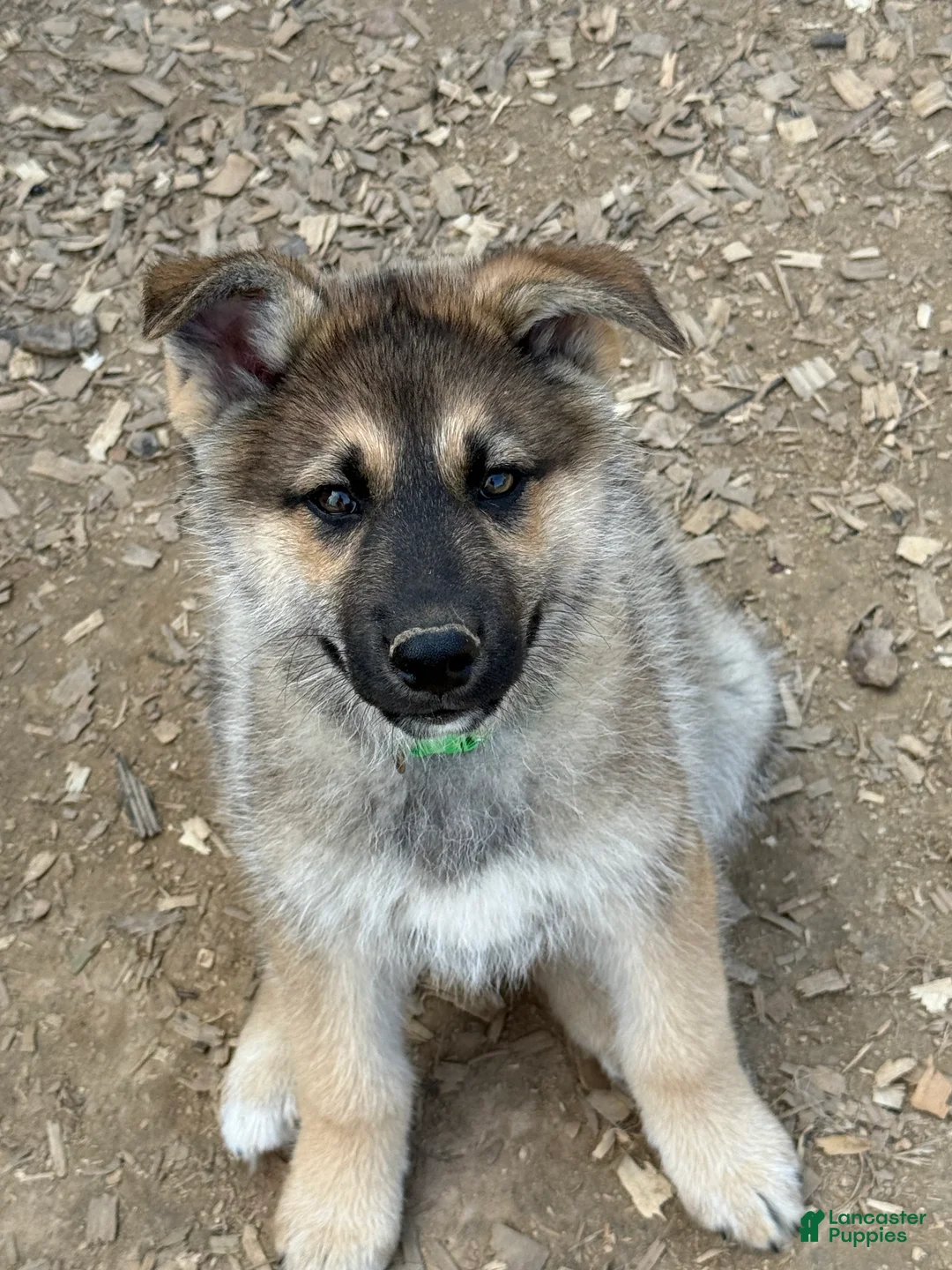 Gerberian Shepsky dogs for sale: Draco - Ad 1