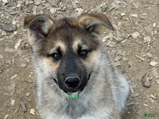 Gerberian Shepsky dogs for sale: Draco - Ad 2