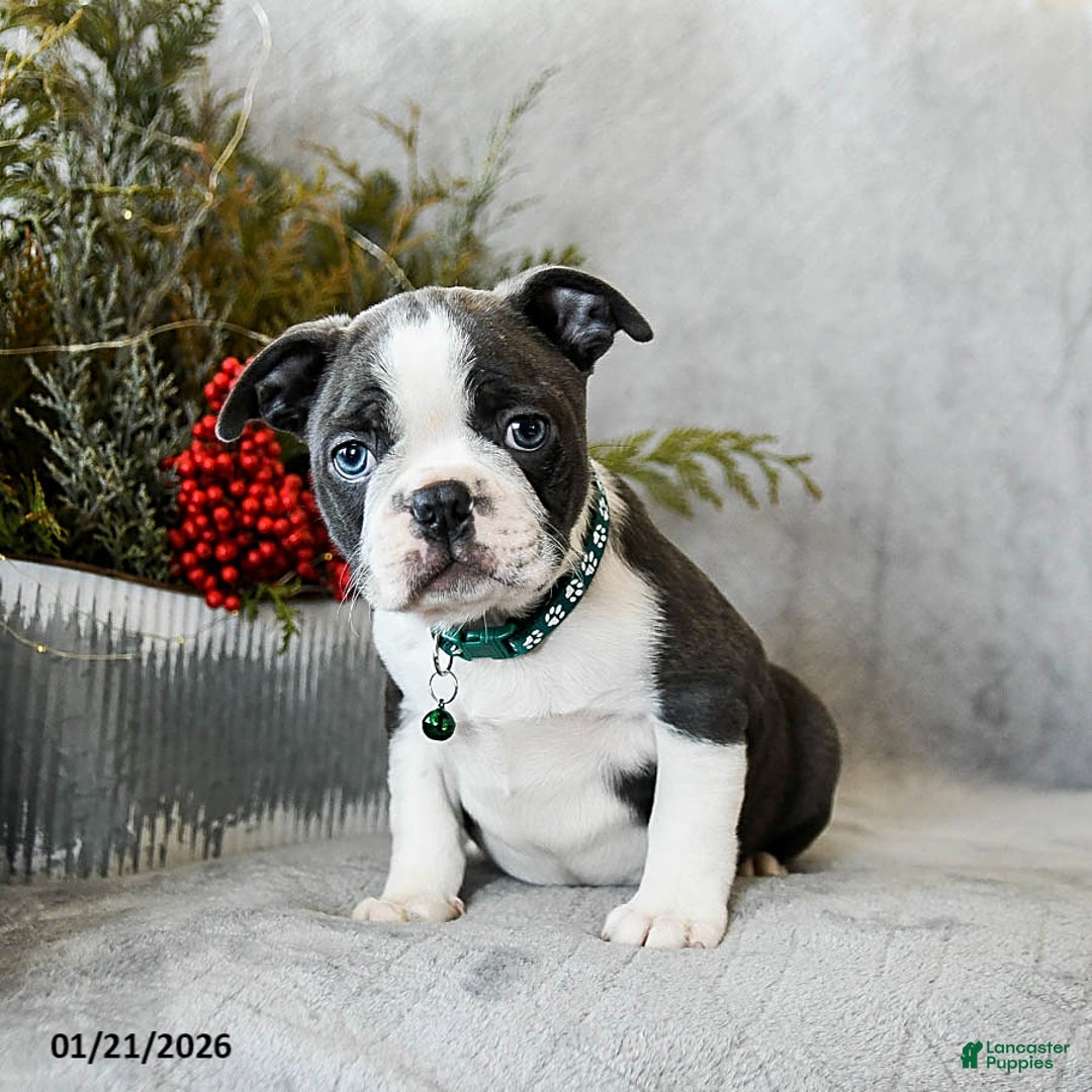 Boston Terrier dogs for sale: Pepper - Ad 4