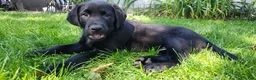 Labrador Retriever dogs for sale: Labrador Retriever green - Ad 4