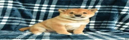 Shiba Inu dogs for sale: Sprinkles - Ad 3