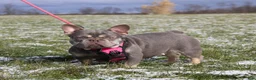 French Bulldog dogs for sale: Stitch - Ad 6
