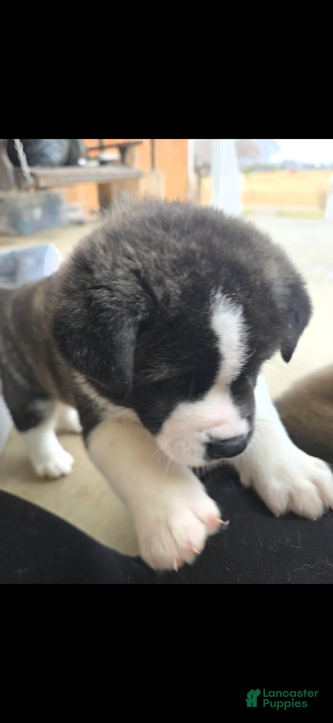 Akita dogs for sale: AKC Lucky - Ad 11