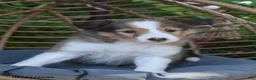 Shetland Sheepdog dogs for sale: Shauntay - Ad 1