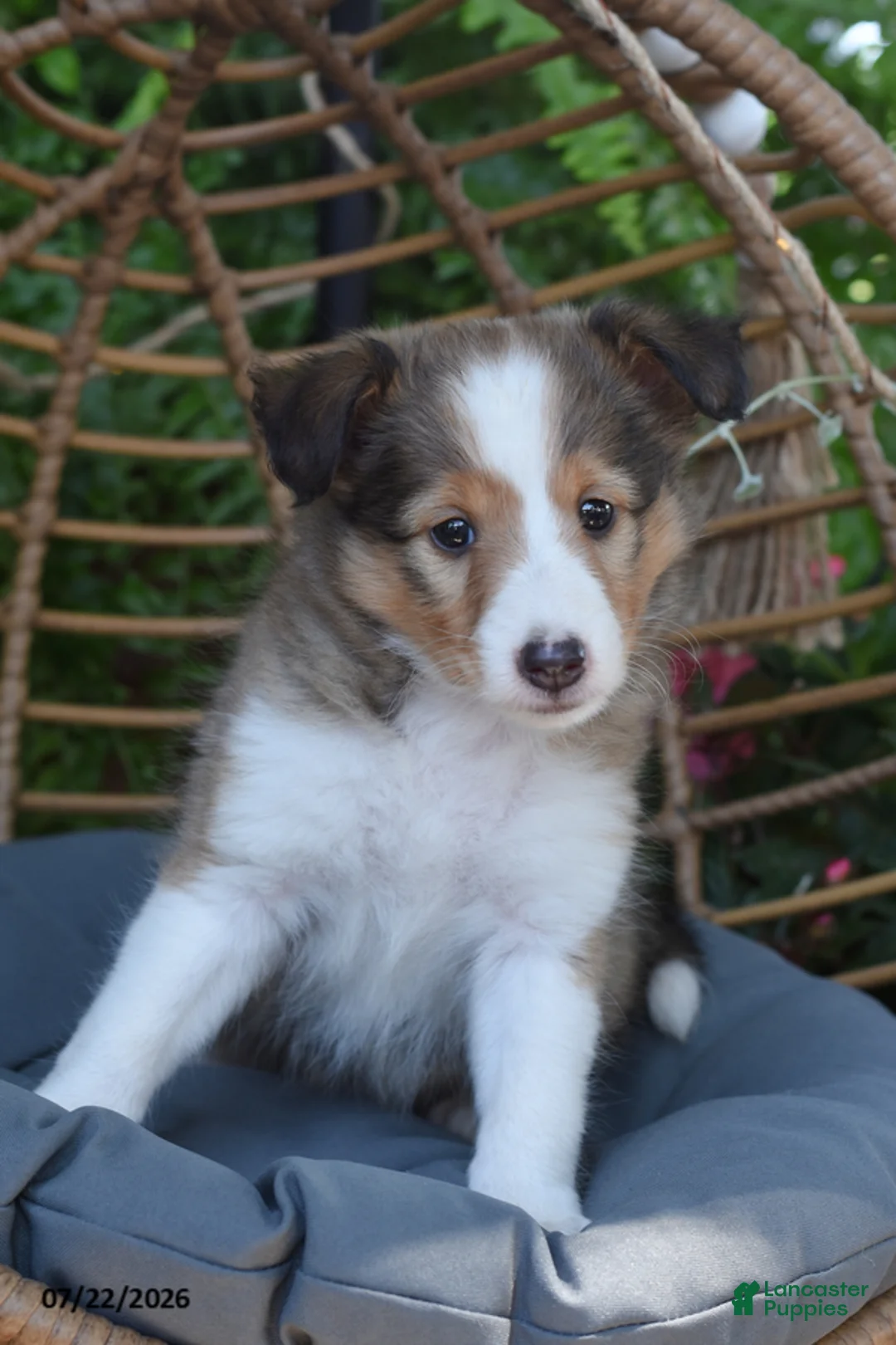 Shetland Sheepdog dogs for sale: Shauntay - Ad 1