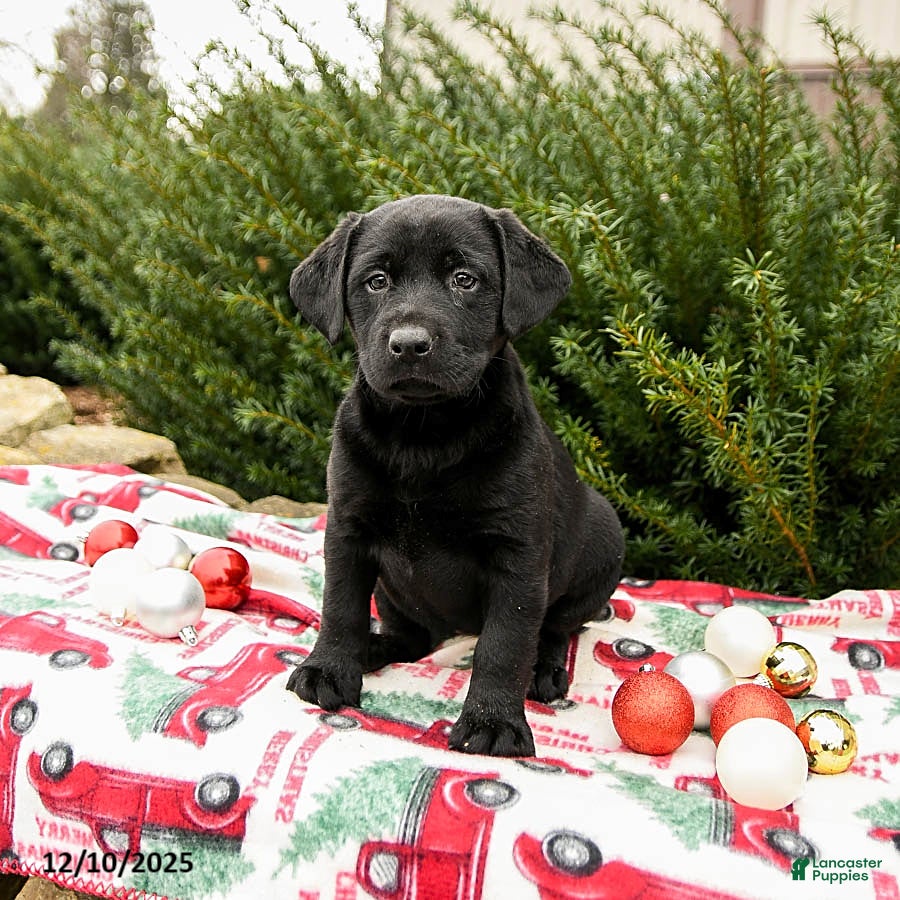 Labrador Retriever dogs Molly - Ad 40