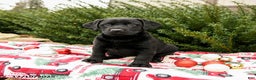 Labrador Retriever dogs for sale: Molly - Ad 1