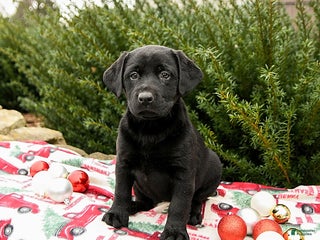 Labrador Retriever dogs Molly - Ad 40