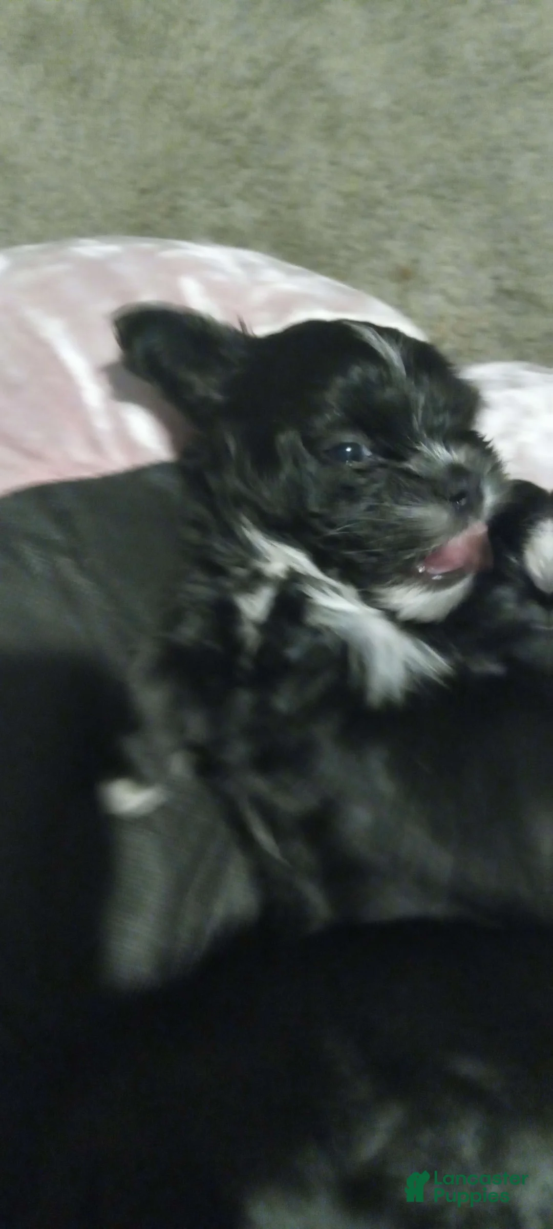 Gallery Image {{count}}