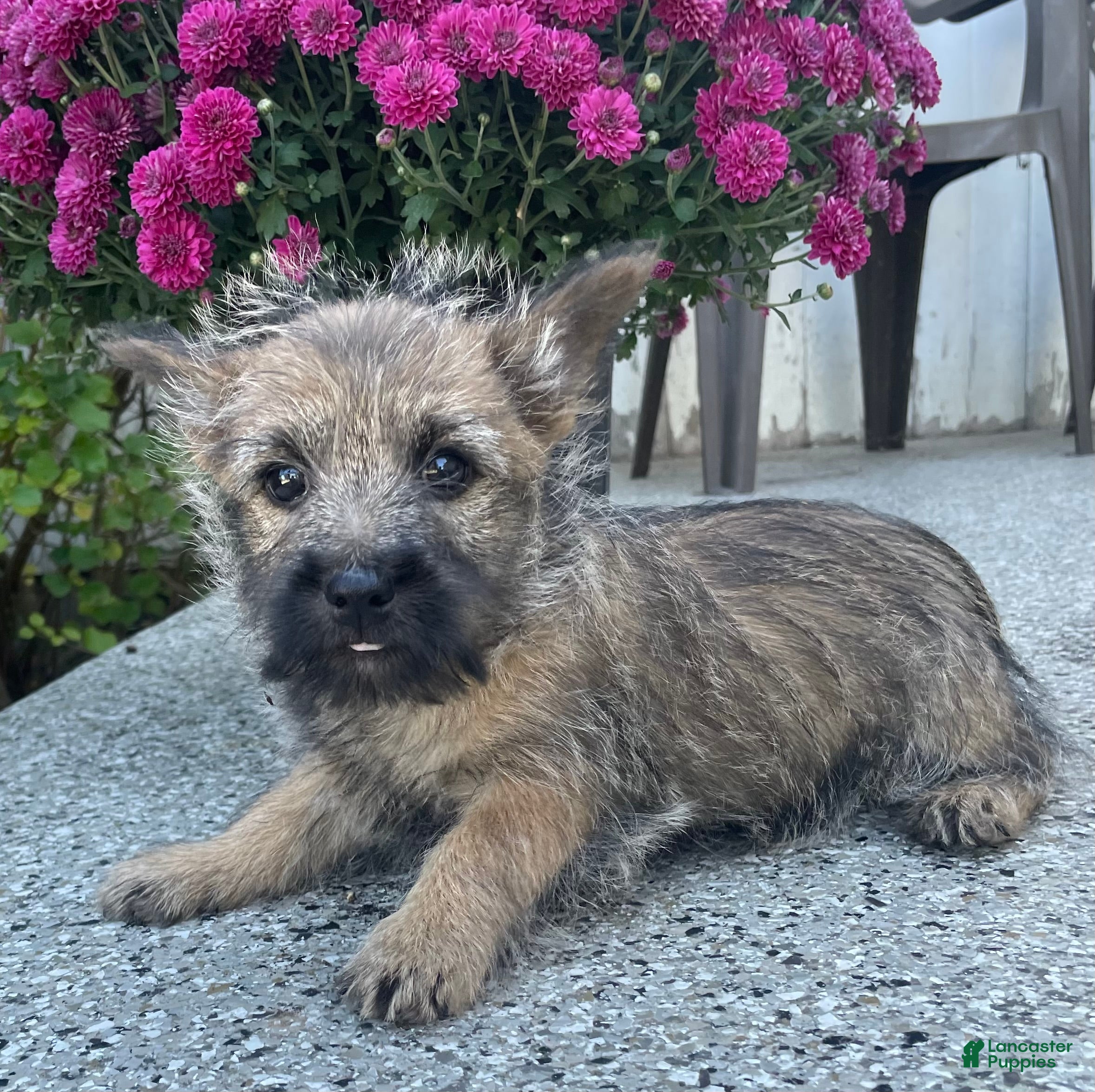 Max (Cairn Terrier, Male) in Dalton, OH