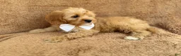 Cavapoo dogs for sale: Crook - Ad 8