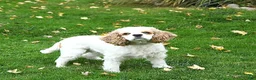 Mini Hippo dogs for sale: Buddy - Ad 6