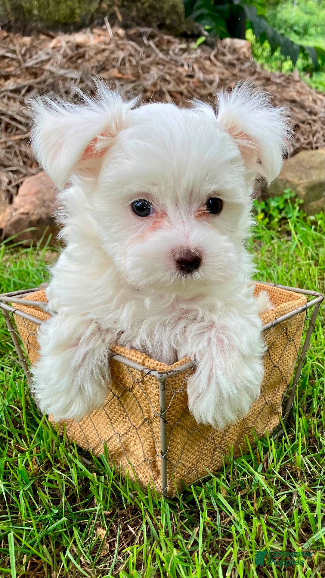 Maltese dogs for sale: Murphy - Ad 1