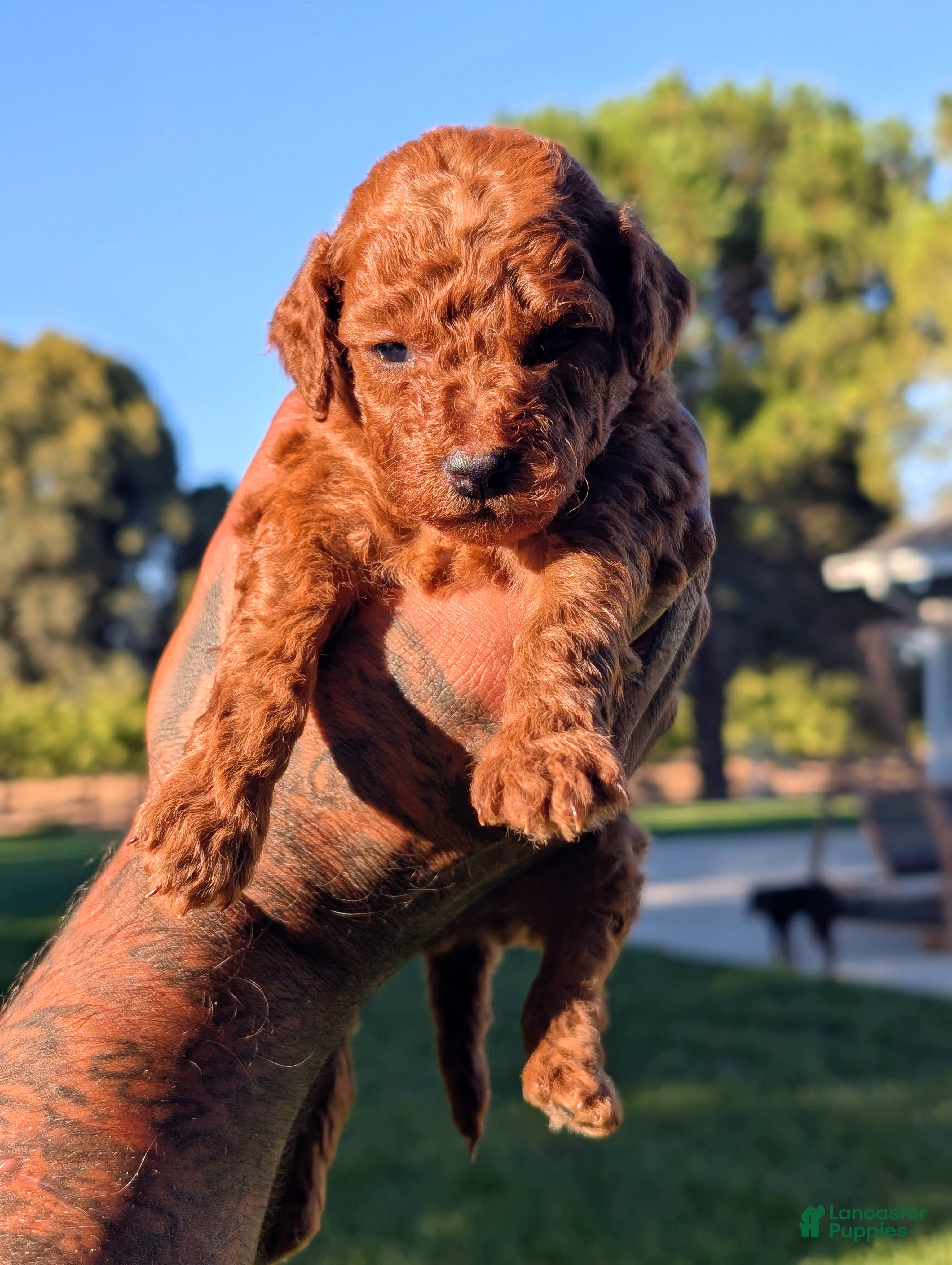 Mini Goldendoodle dogs PUMPKIN SPICE  - Ad 2