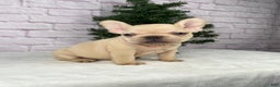 French Bulldog dogs for sale: Skyler - Ad 2