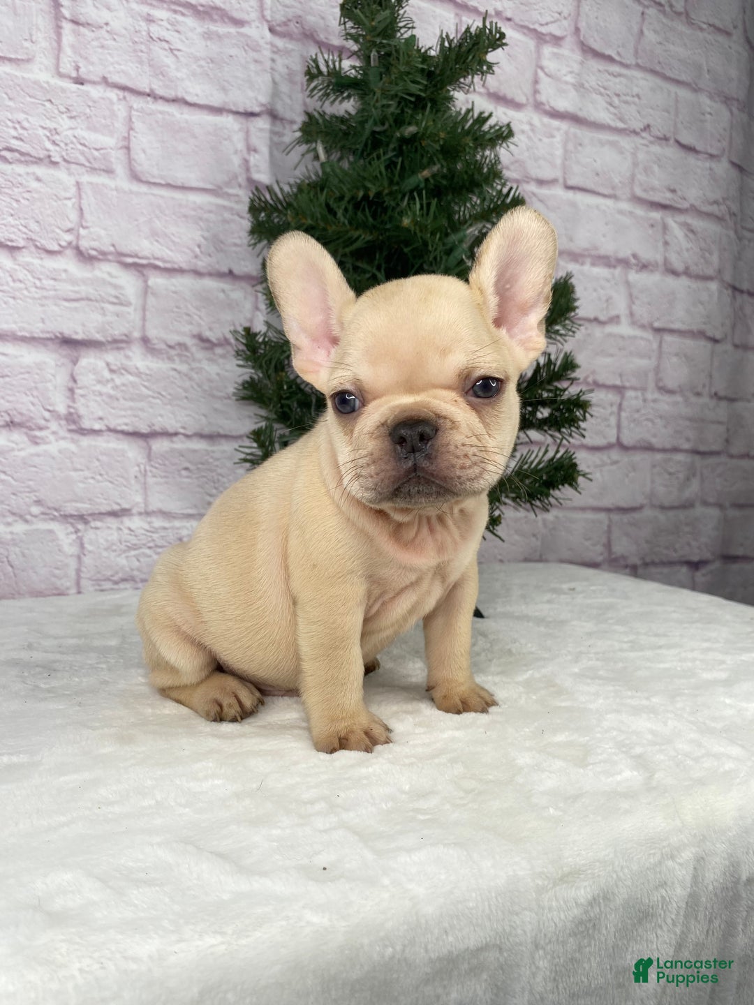 French Bulldog dogs for sale: Skyler - Ad 2