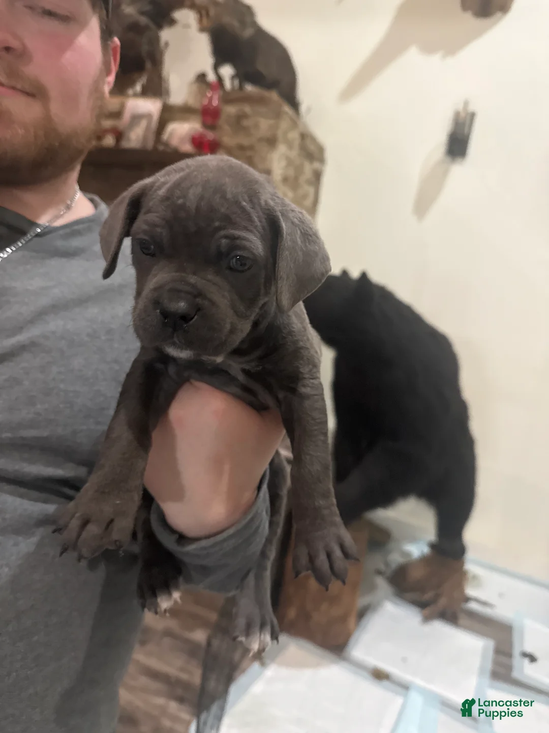 Cane Corso dogs for sale: Cane Corso Puppy 2 - Ad 3