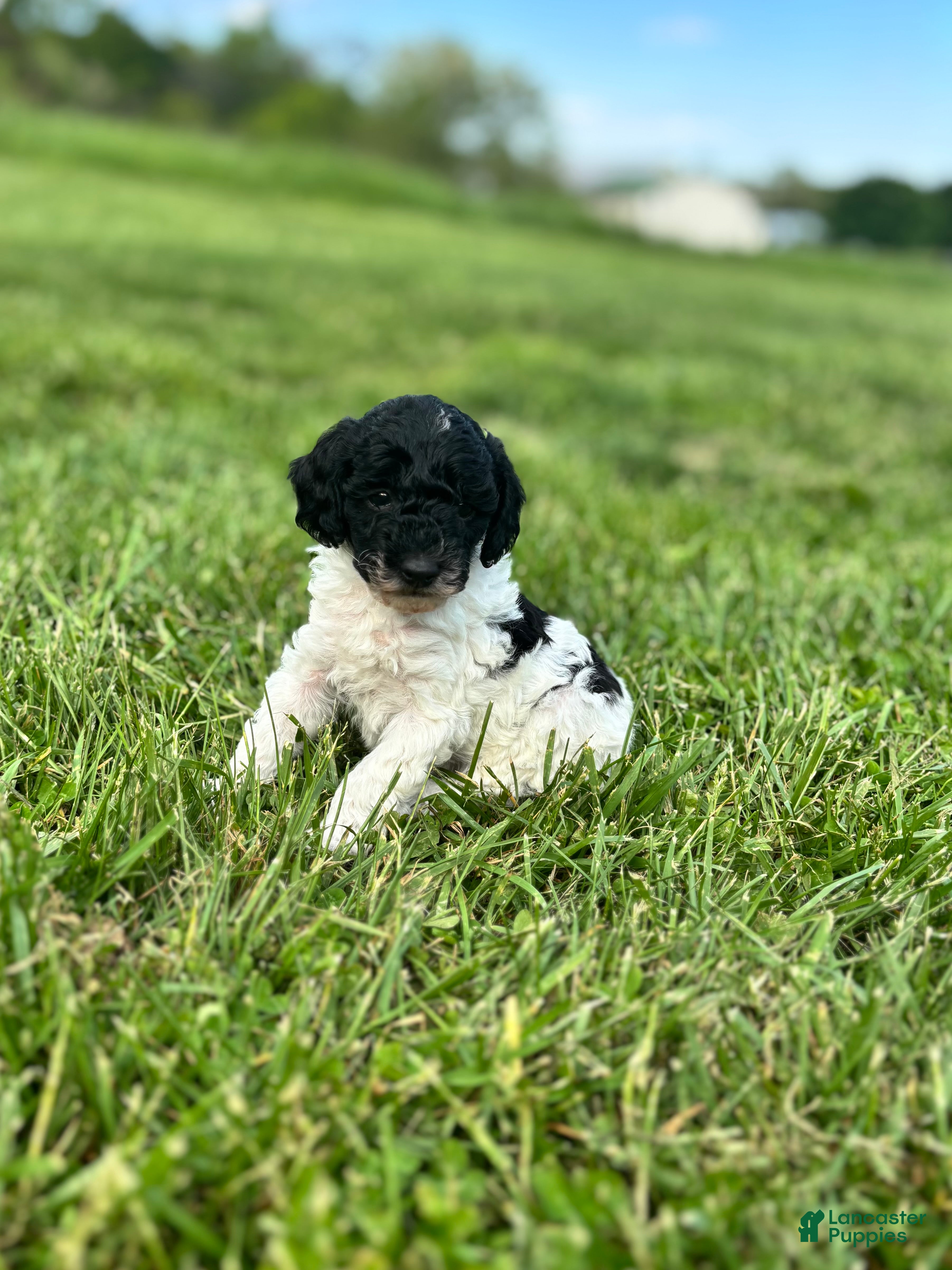 Miniature Poodle dogs for sale: Patches - Ad 1