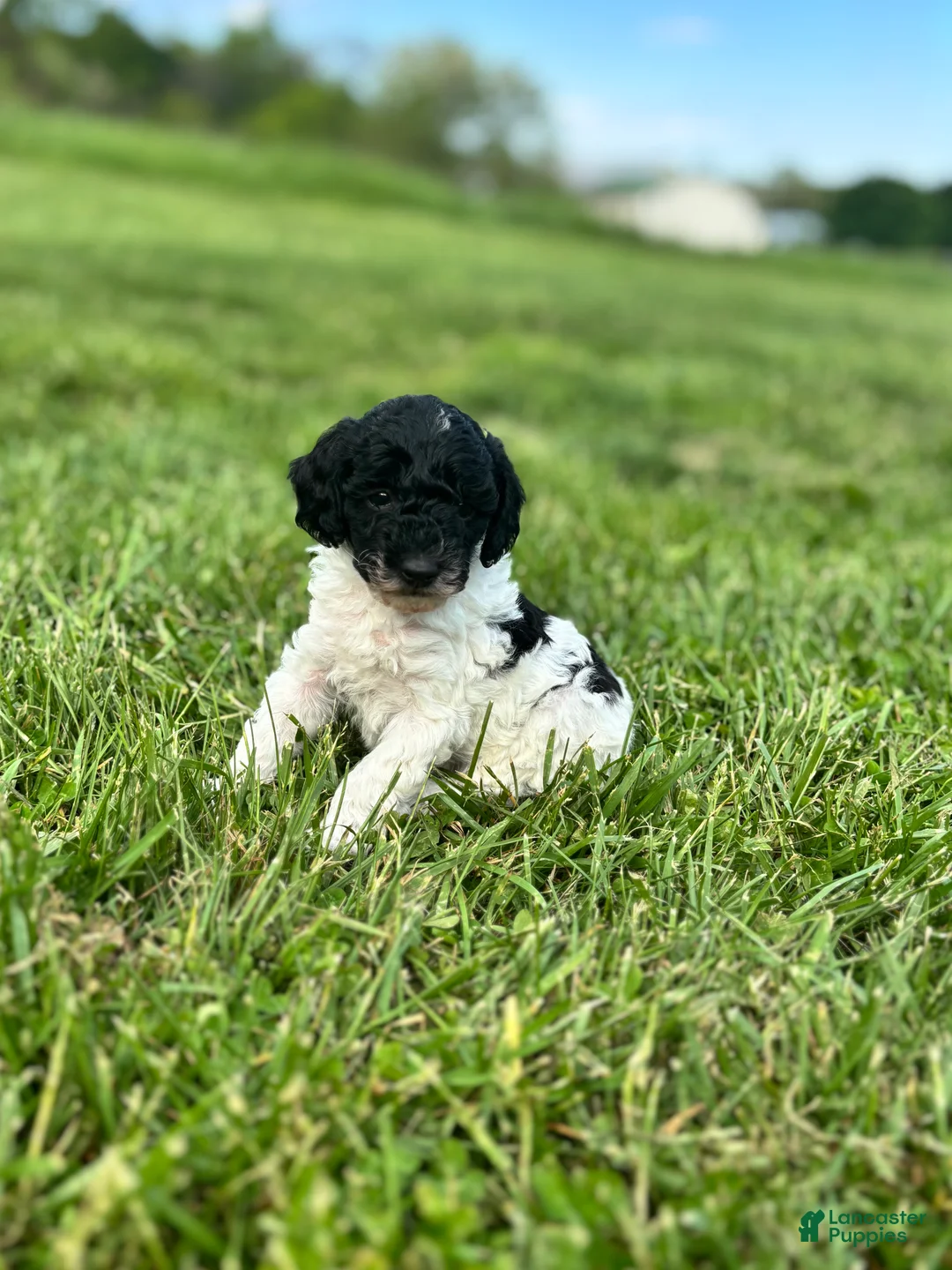 Miniature Poodle dogs for sale: Patches - Ad 1