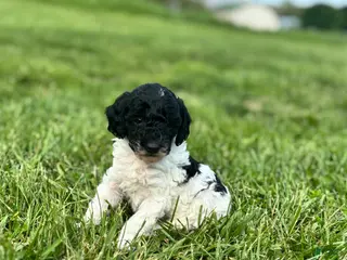 Miniature Poodle dogs for sale: Patches - Ad 1