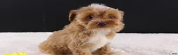 Shihpoo dogs for sale: Theo - Ad 1