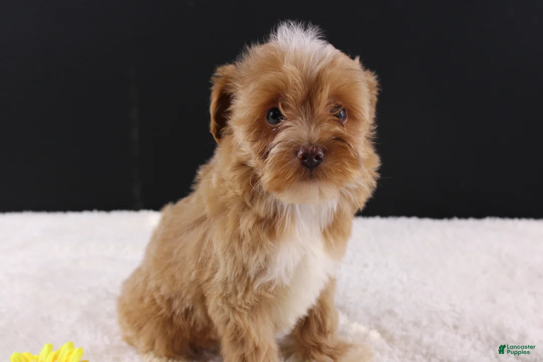 Shihpoo dogs for sale: Theo - Ad 1