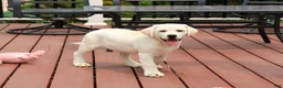 Labrador Retriever dogs for sale: Vidia  - Ad 2