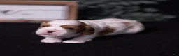 Cavalier King Charles Spaniel dogs for sale: Jubilee - Ad 3