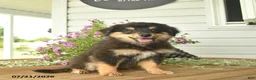 Toy Australian Shepherd dogs for sale: Adrian - Ad 5