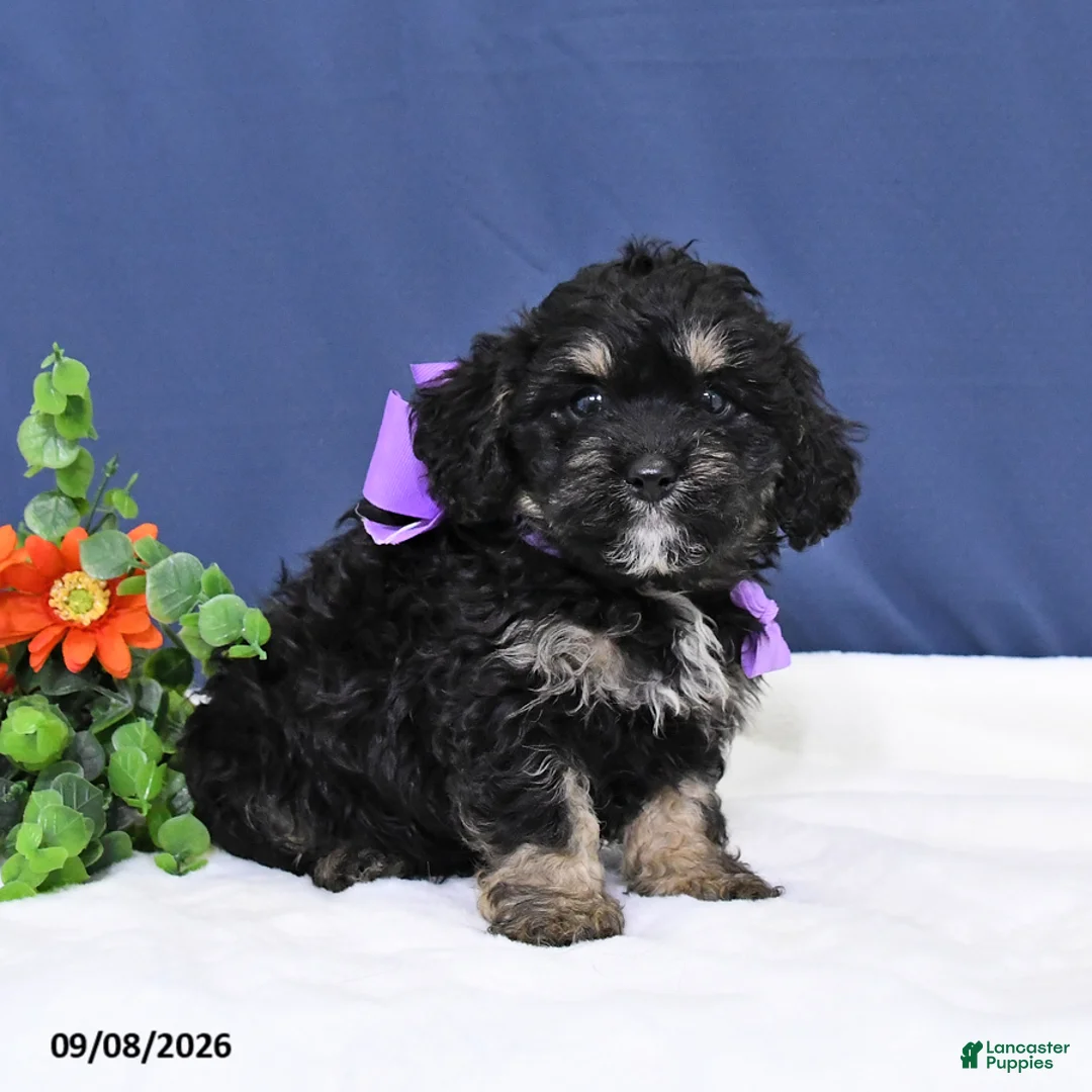 Cavapoo dogs for sale: Duke - Ad 1