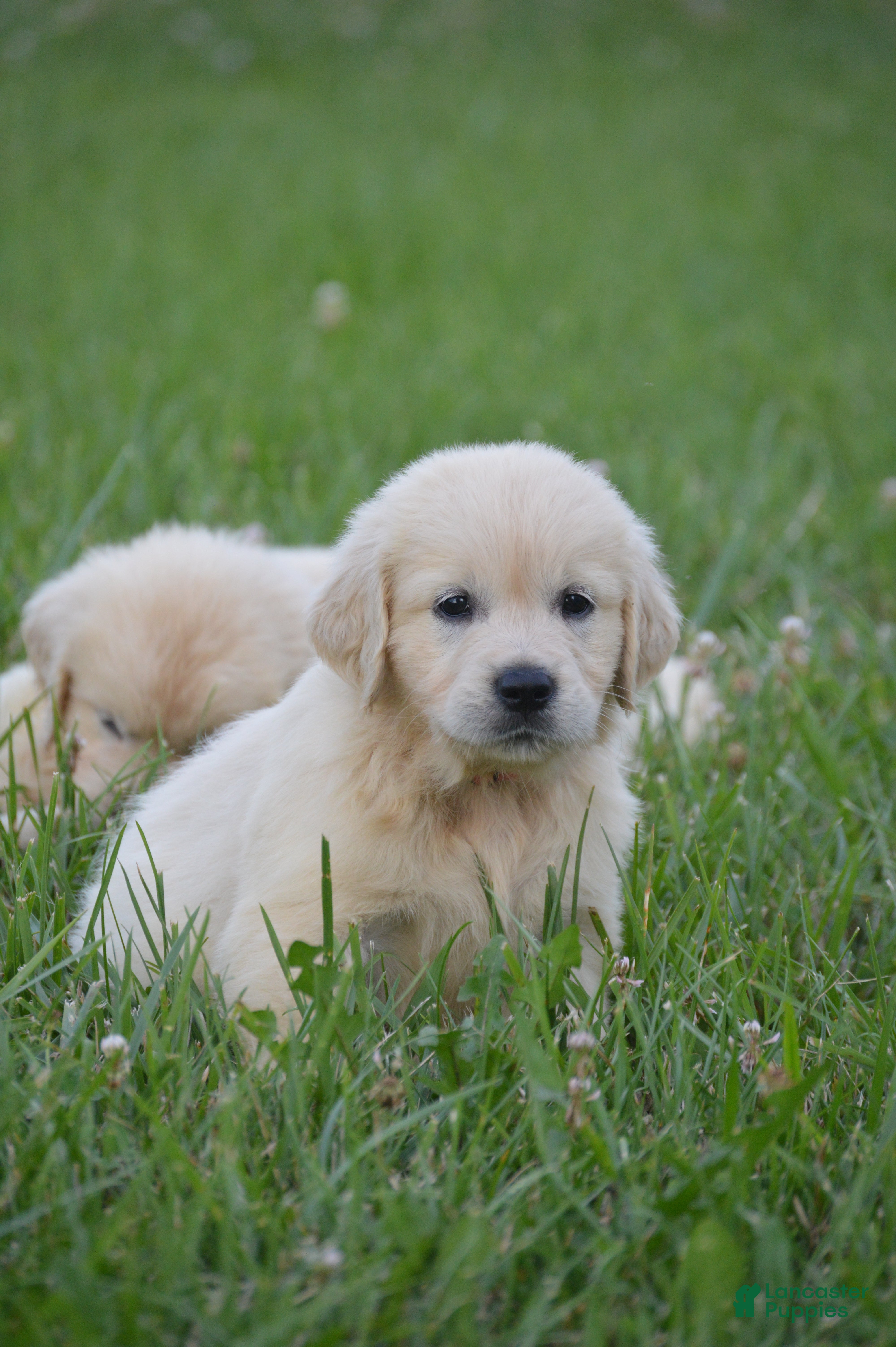 Golden Retriever dogs Barbie - Ad 1