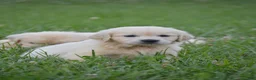 Golden Retriever dogs for sale: FULL AKC Miss Barbie is READY NOW! - Ad 1