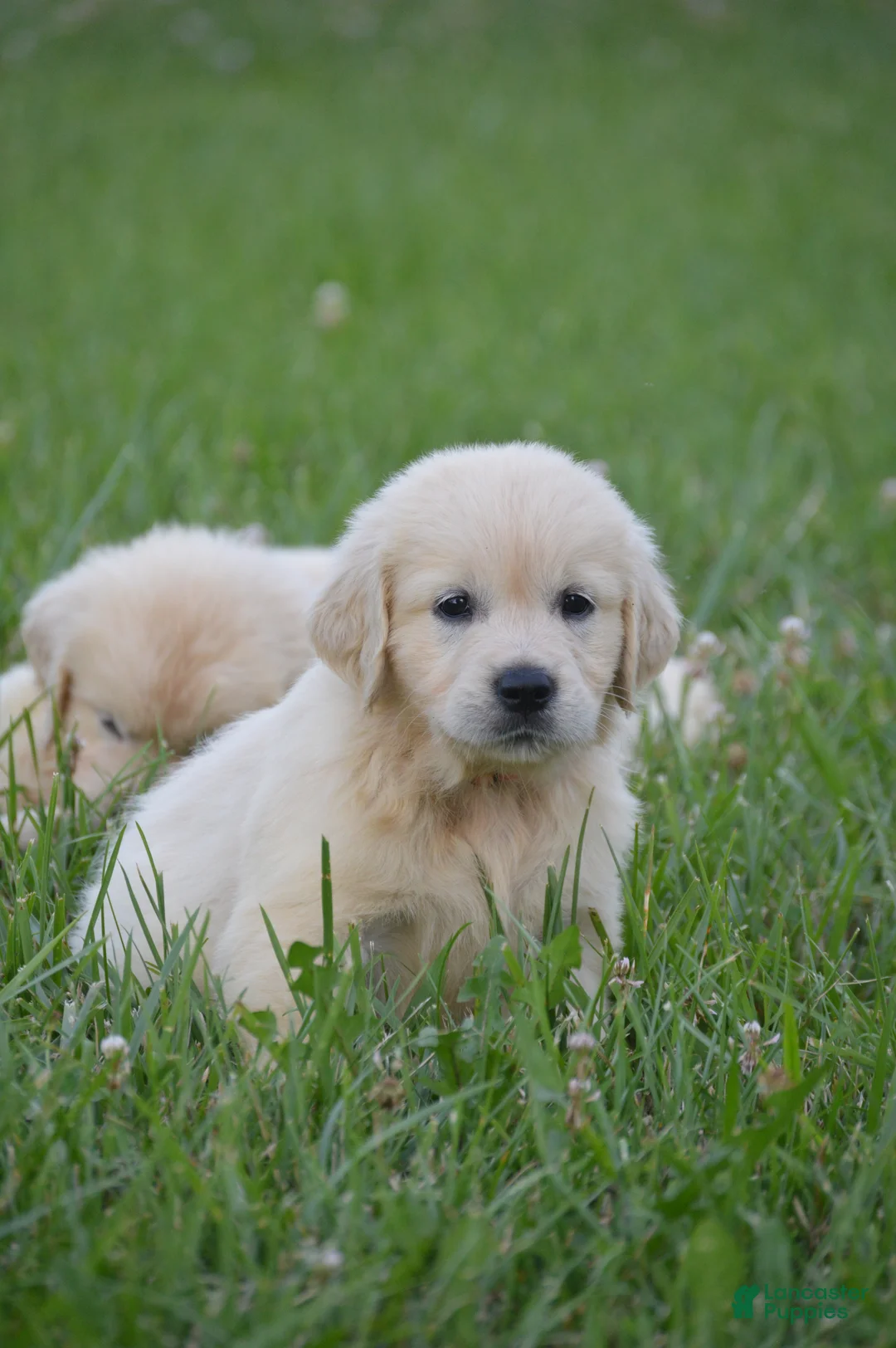 Golden Retriever dogs for sale: FULL AKC Miss Barbie is READY NOW! - Ad 1