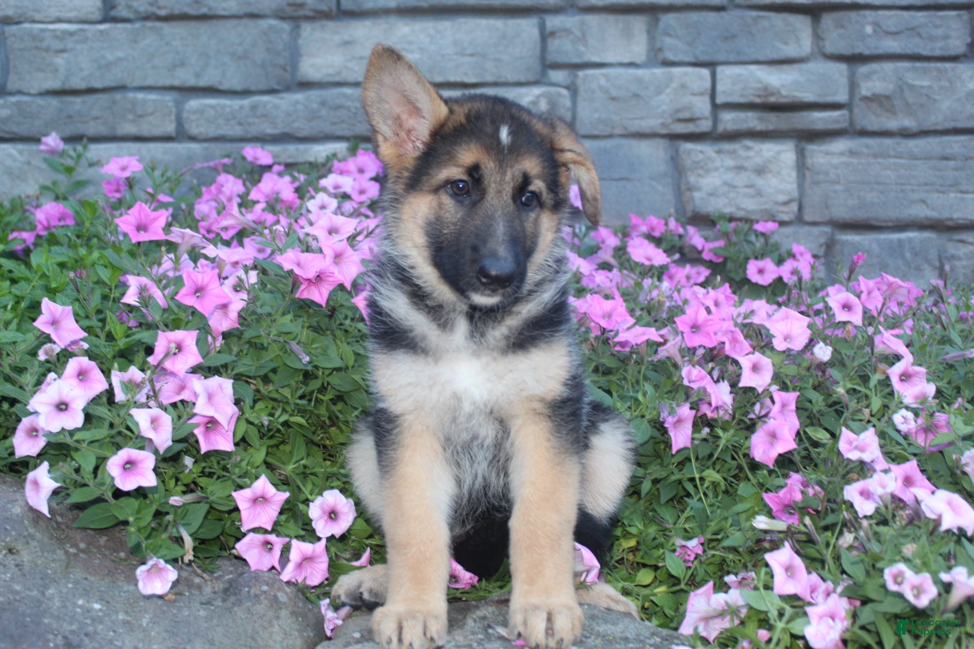 German Shepherd dogs Bella - Ad 2