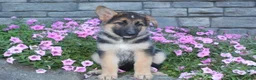 German Shepherd dogs for sale: Bella - Ad 2