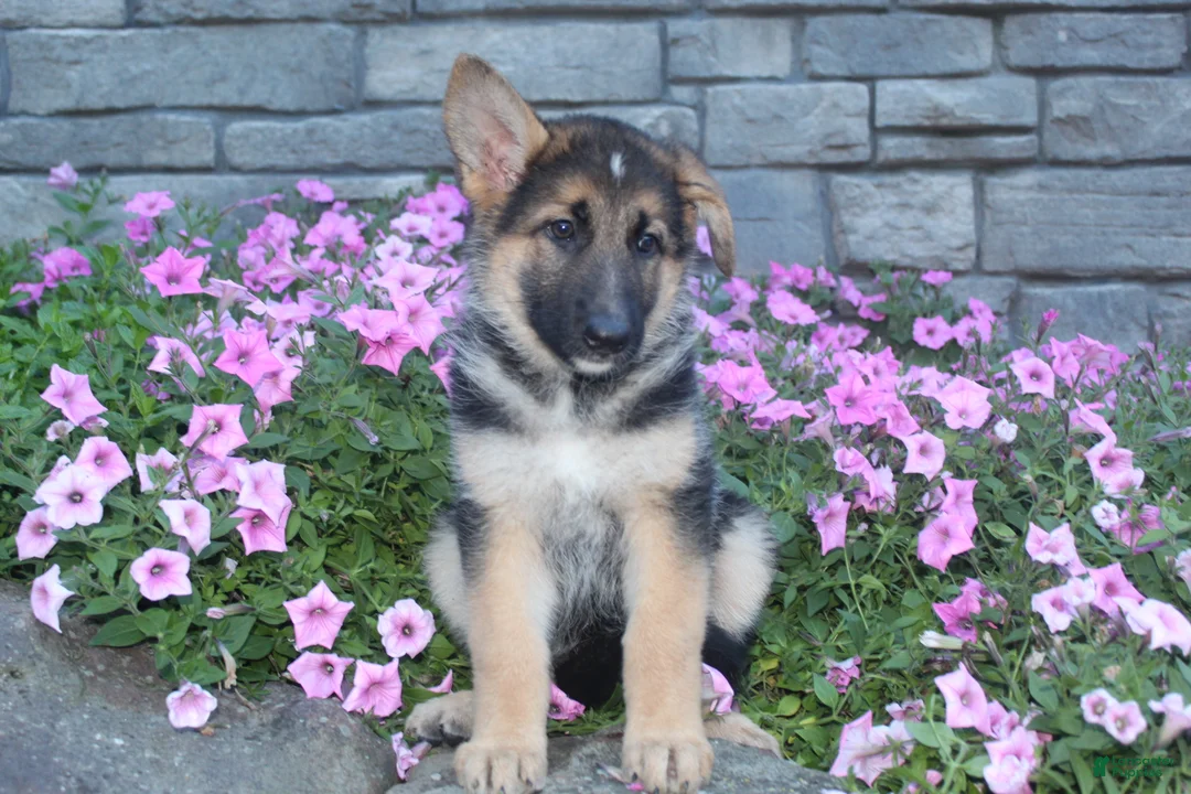 German Shepherd dogs for sale: Bella - Ad 2