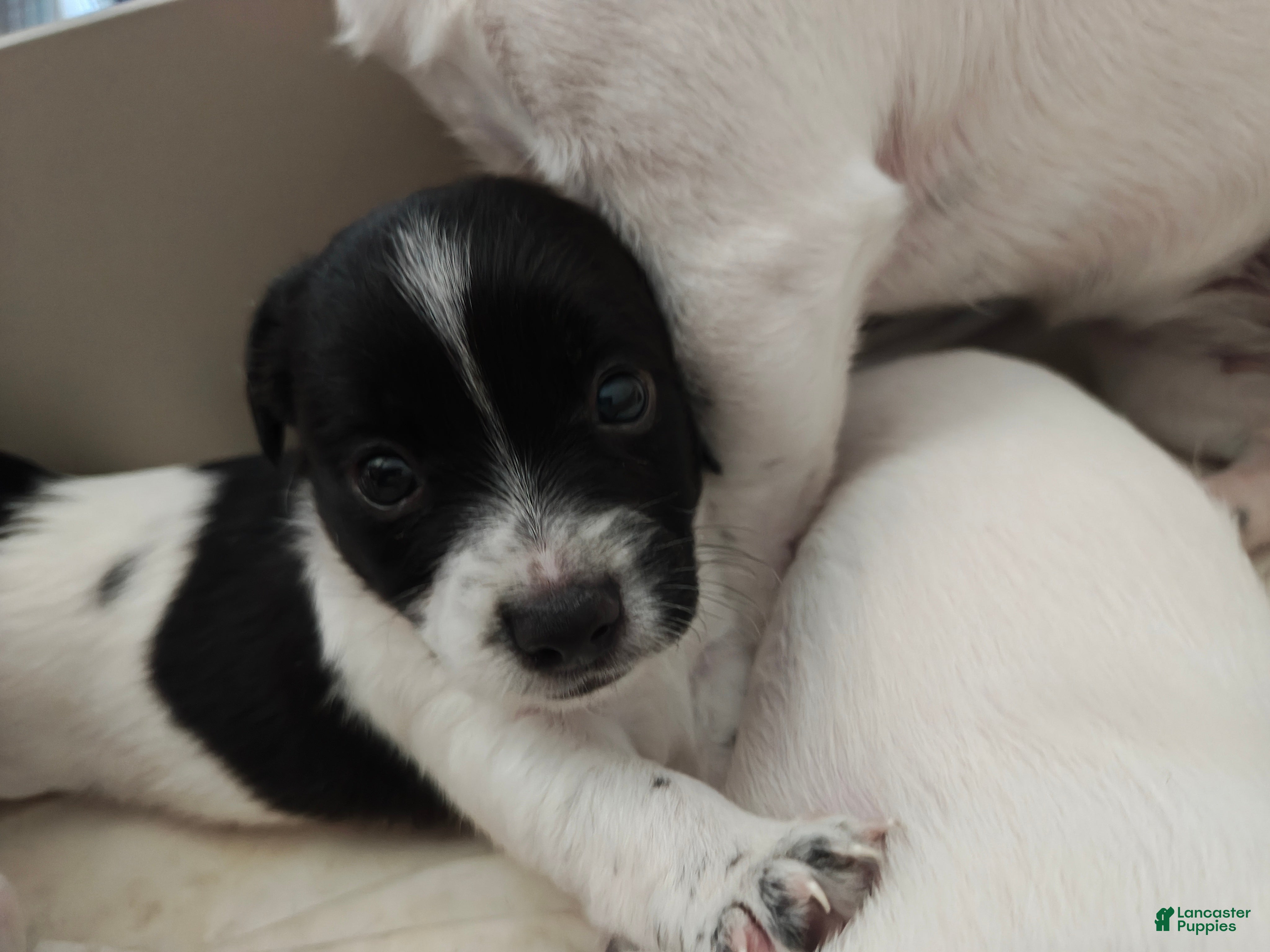 Puppies for sale under $500 in California | Lancaster Puppies