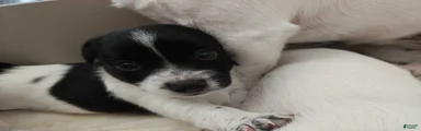 Jack Russell Terrier 4