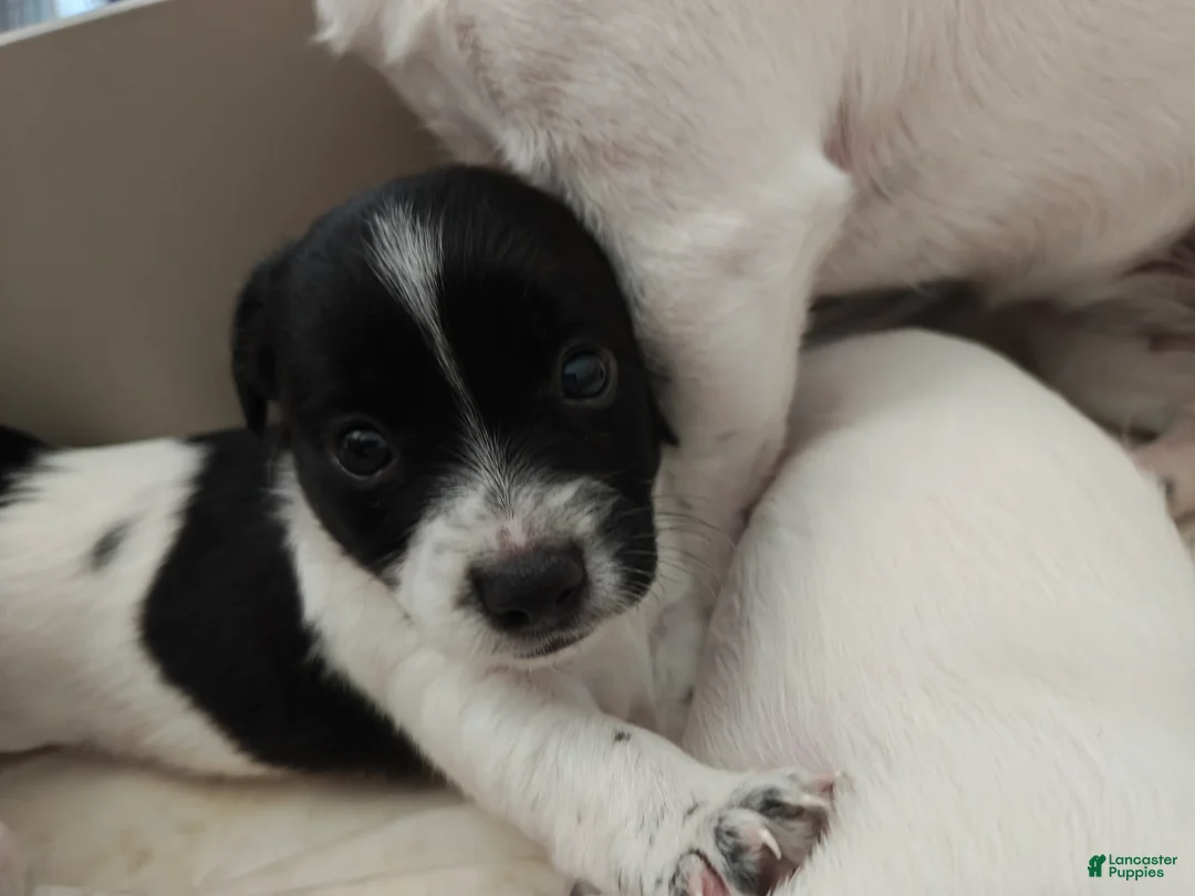 Jack Russell Terrier dogs for sale: Jack Russell Terrier 4 - Ad 1
