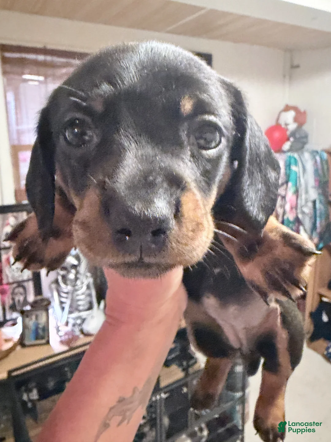 Dachshund dogs for sale: Dachshund Puppy 1 - Ad 2